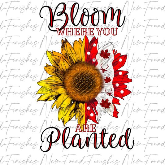 Bloom where you are planted